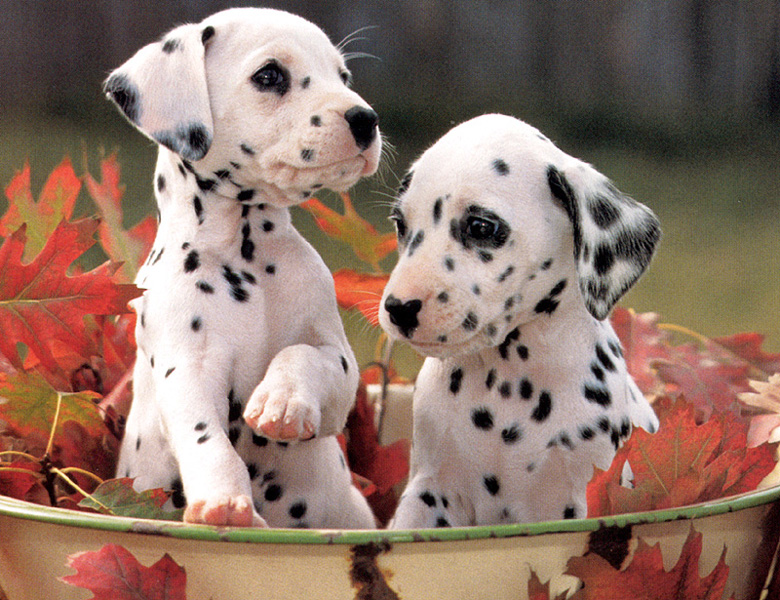 Dalmatian Puppies Cute Dogs Alison Martin